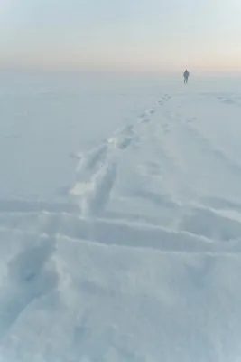 arktisk kyla